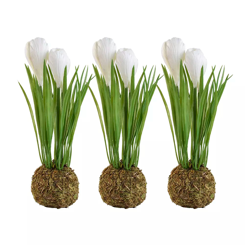Dwarf White Crocus on Moss Ball