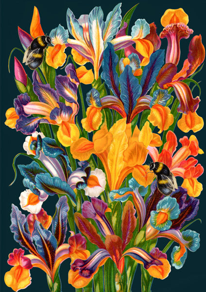 Greeting Card - Midnight Iris