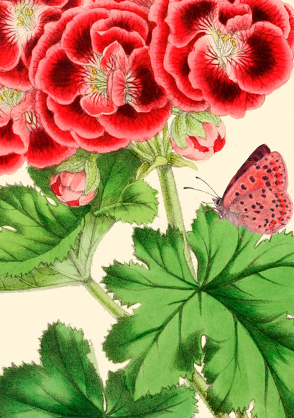 Greeting Card - Big No.3