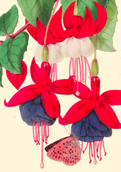 Greeting Card - Big No.5