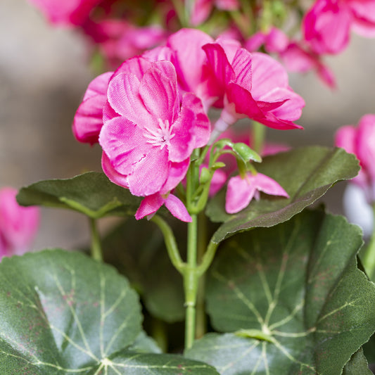 Geranium in Pot - Fuschia