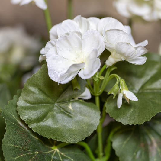 Geranium in Pot - Off-White