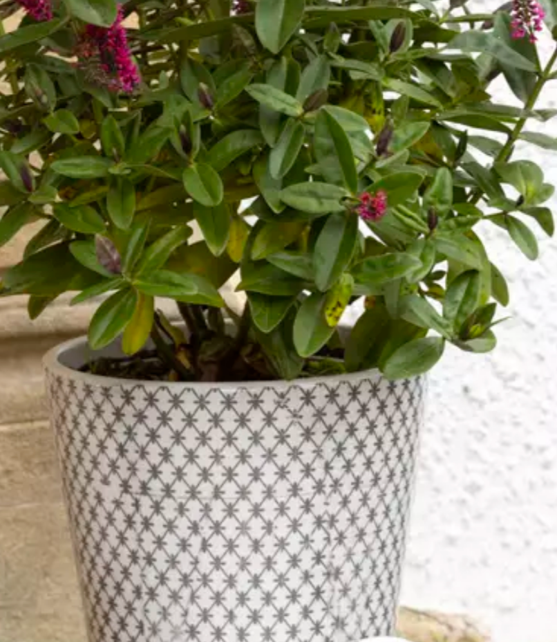 Old Style Dutch Pots Large Charcoal 4 Designs