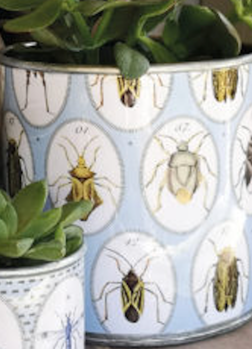 Tin Planters - Bugtasia - Blue-Grey