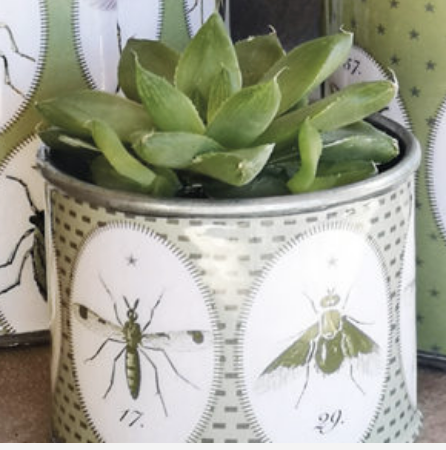 Tin Planters - Bugtasia - Olive