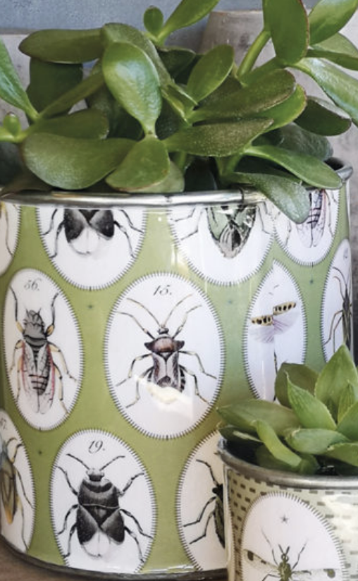 Tin Planters - Bugtasia - Olive