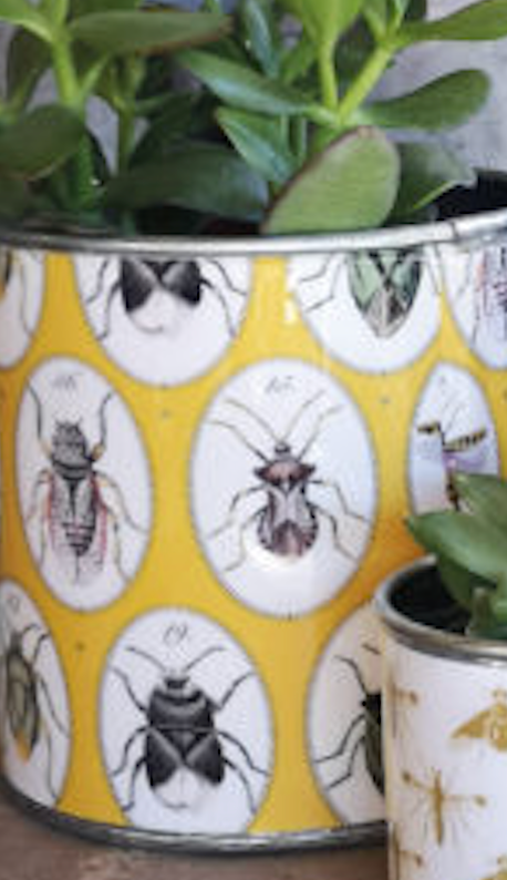 Tin Planters - Bugtasia - Dijon
