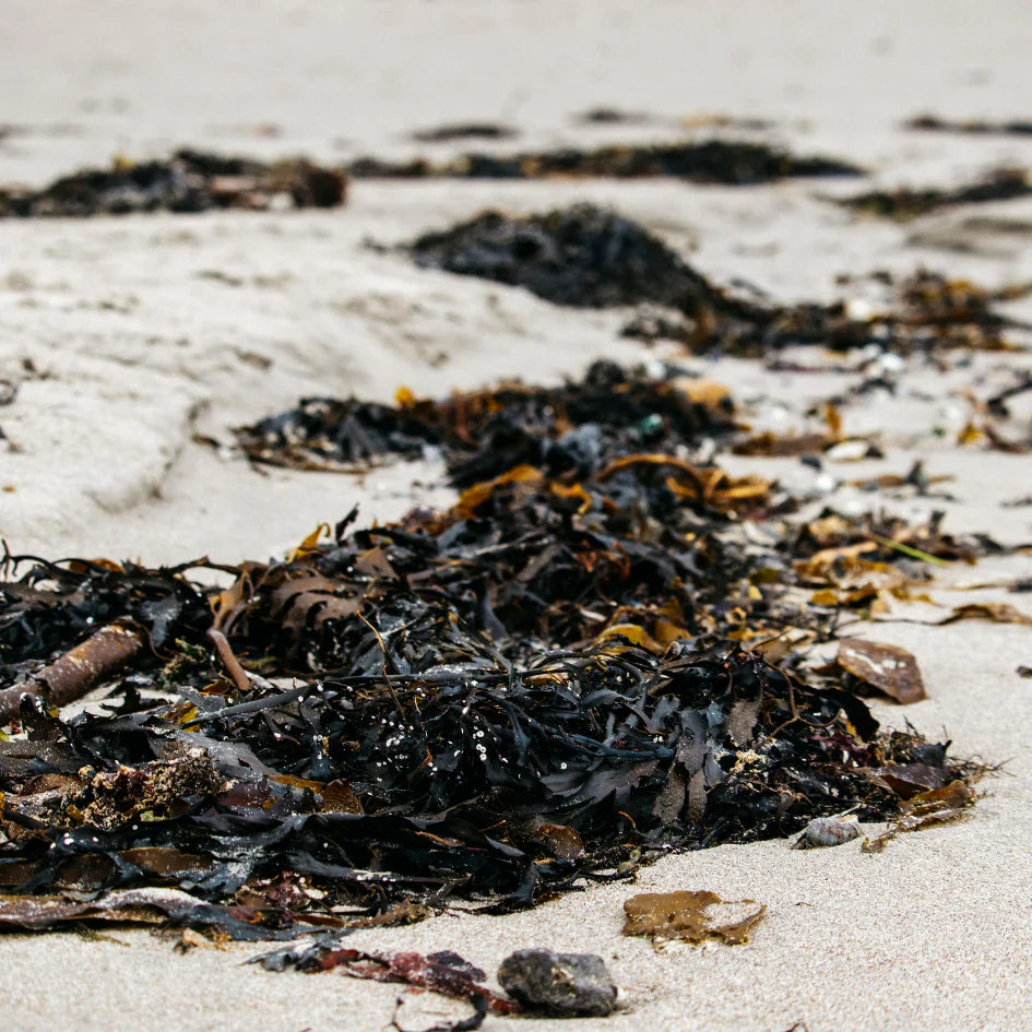St Eval Reed Diffuser - Sea Salt