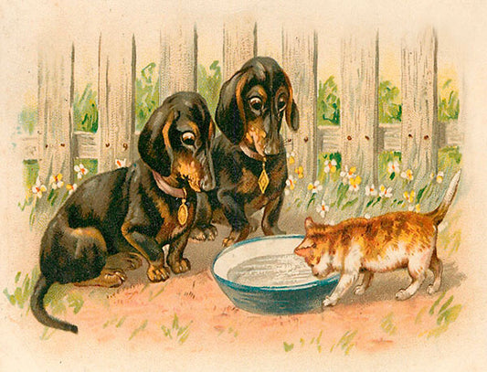 The Bowl of Milk - Greeting Card