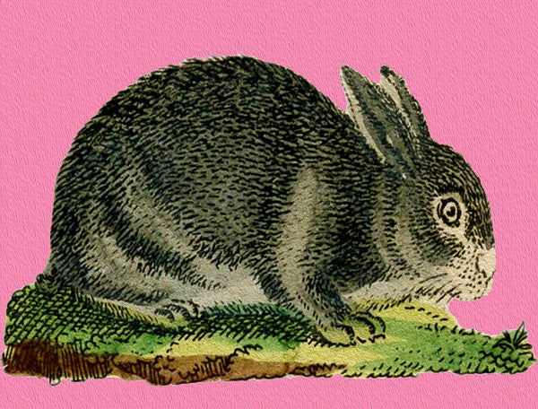 Bunny - Greeting Card