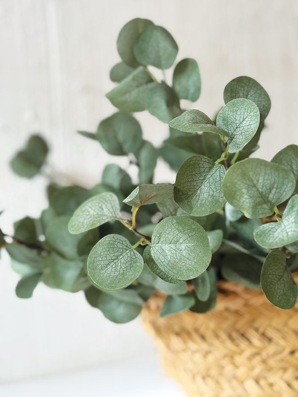 Eucalyptus Spray