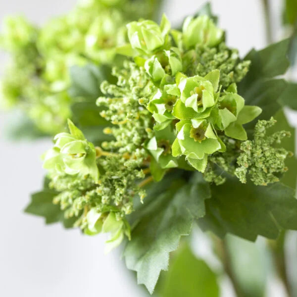 Queen Annes Lace