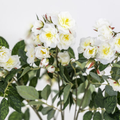 Climbing Rose Stem - Cream