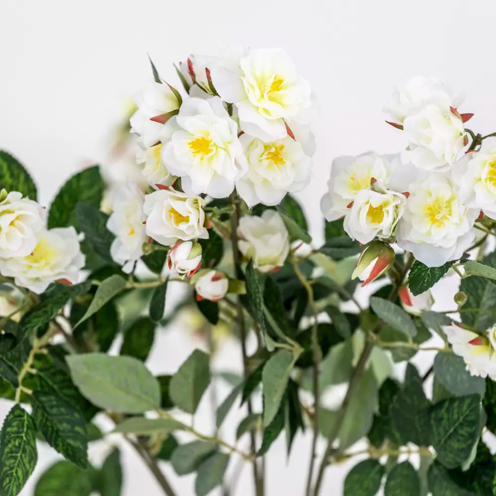 Climbing Rose Stem - Cream