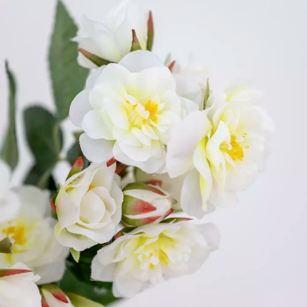 Climbing Rose Stem - Cream