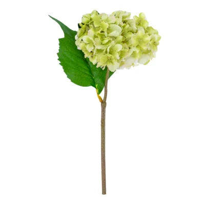 Hydrangea Stem - Green