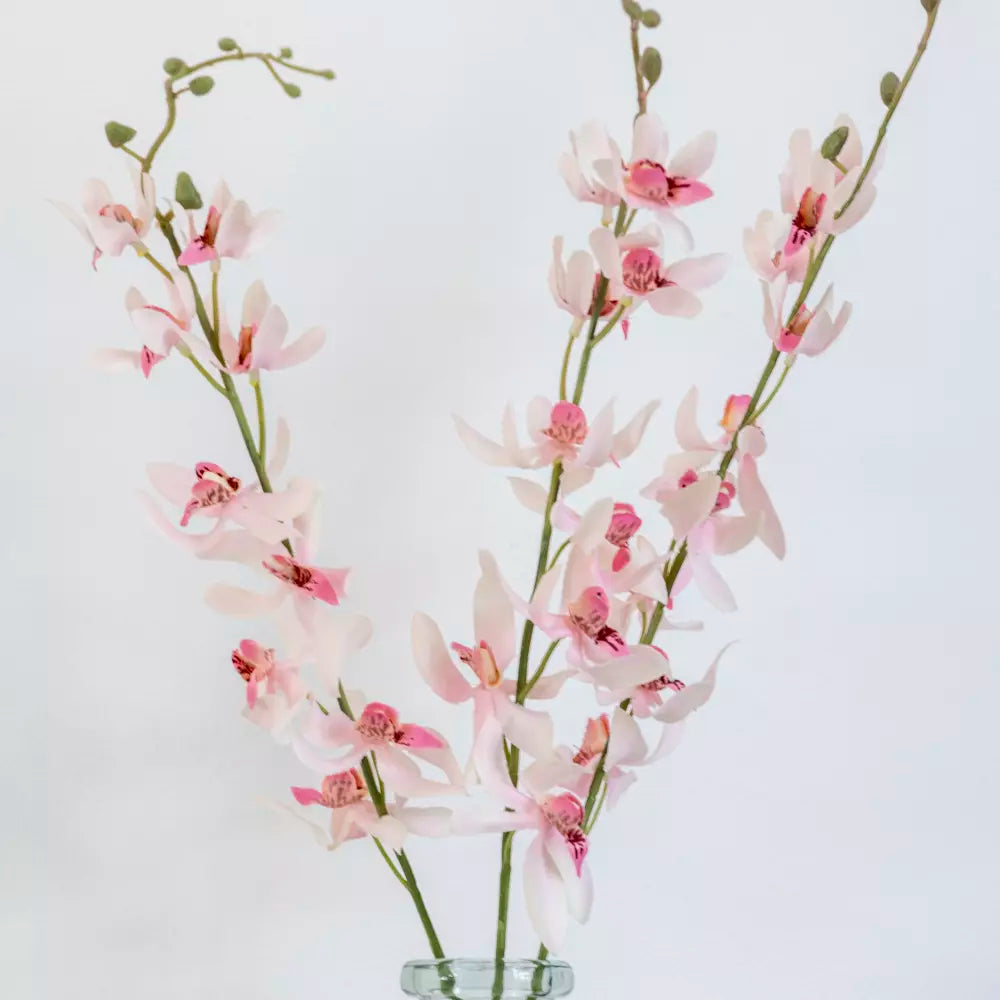 Phoenix Orchid Stems