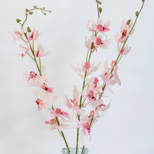 Phoenix Orchid Stems