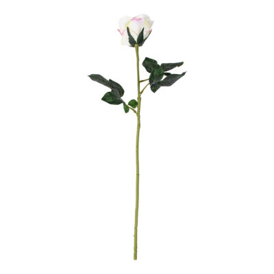 Rose Stem - Pink Edged