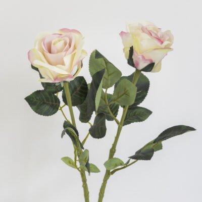 Rose Stem - Pink Edged