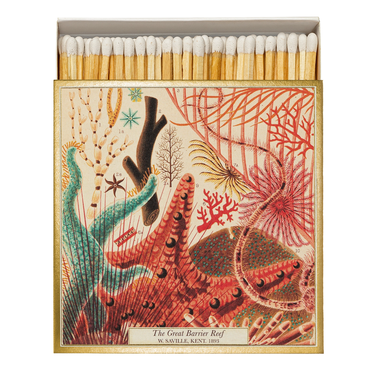 Box of Matches - The Great Barrier Reef