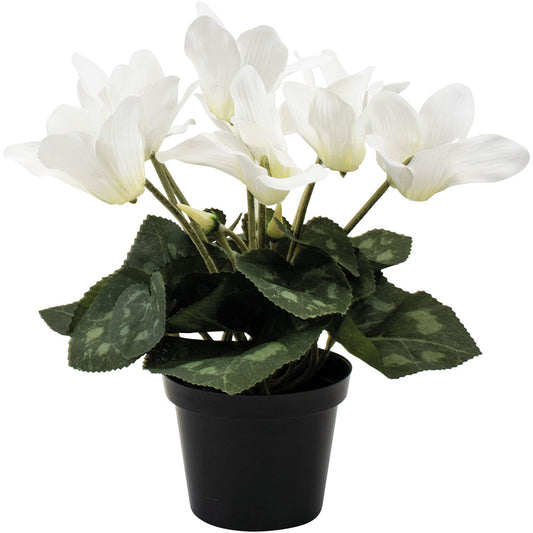 Cyclamen White in Pot